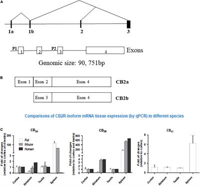 Frontiers | Potential Role Of Cannabinoid Type 2 Receptors In ...